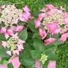 Thumbnail #2 of Hydrangea macrophylla by Kim_M