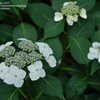 Thumbnail #4 of Hydrangea macrophylla by jbgregg