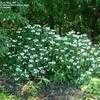 Thumbnail #2 of Hydrangea macrophylla by Brent_In_NoVa