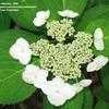 Thumbnail #3 of Hydrangea macrophylla by alicewho