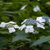 Thumbnail #5 of Hydrangea macrophylla by jbgregg