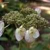 Thumbnail #3 of Hydrangea serrata by wooffi