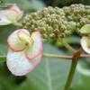 Thumbnail #2 of Hydrangea serrata by wooffi