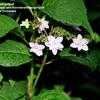 Thumbnail #2 of Hydrangea serrata by flowergirlgolf