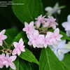 Thumbnail #3 of Hydrangea serrata by victorgardener