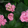 Thumbnail #2 of Hydrangea macrophylla by greenorchid