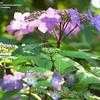 Thumbnail #2 of Hydrangea serrata by shimer