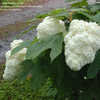 Thumbnail #1 of Hydrangea quercifolia by Rhamnella