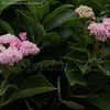 Thumbnail #4 of Hydrangea macrophylla by DaylilySLP