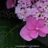 Thumbnail #2 of Hydrangea macrophylla by DaylilySLP