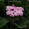 Thumbnail #3 of Hydrangea macrophylla by DaylilySLP