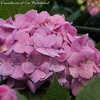 Thumbnail #2 of Hydrangea macrophylla by DaylilySLP