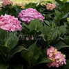 Thumbnail #3 of Hydrangea macrophylla by DaylilySLP