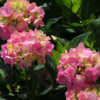 Thumbnail #5 of Hydrangea macrophylla by melody