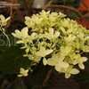 Thumbnail #2 of Hydrangea paniculata by DaylilySLP