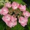 Thumbnail #1 of Hydrangea macrophylla by bootandall