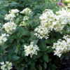 Thumbnail #3 of Hydrangea paniculata by 33libra