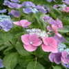 Thumbnail #4 of Hydrangea macrophylla by bootandall