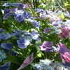 Thumbnail #5 of Hydrangea macrophylla by bootandall