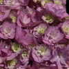 Thumbnail #3 of Hydrangea macrophylla by DaylilySLP