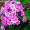 Thumbnail #5 of Hydrangea macrophylla by MeganAmber