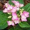 Thumbnail #4 of Hydrangea macrophylla by MeganAmber