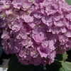 Thumbnail #2 of Hydrangea macrophylla by DaylilySLP