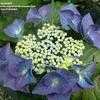 Thumbnail #1 of Hydrangea macrophylla by bootandall