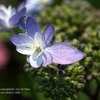 Thumbnail #4 of Hydrangea macrophylla by Calif_Sue