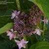 Thumbnail #2 of Hydrangea macrophylla by ecrane3