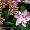 Thumbnail #3 of Hydrangea macrophylla by Calif_Sue