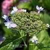 Thumbnail #5 of Hydrangea macrophylla by Calif_Sue