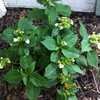 Thumbnail #3 of Hydrangea macrophylla by lovemyhouse