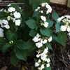 Thumbnail #2 of Hydrangea macrophylla by lovemyhouse