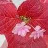 Thumbnail #2 of Hydrangea macrophylla by ecrane3