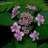 Thumbnail #5 of Hydrangea macrophylla by jbgregg