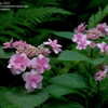 Thumbnail #4 of Hydrangea macrophylla by jbgregg