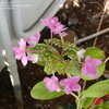 Thumbnail #3 of Hydrangea macrophylla by ecrane3