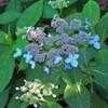 Thumbnail #2 of Hydrangea serrata by shimer