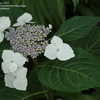 Thumbnail #4 of Hydrangea serrata by jbgregg