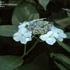 Thumbnail #3 of Hydrangea serrata by jbgregg
