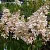 Thumbnail #2 of Hydrangea paniculata by kniphofia