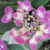 Thumbnail #3 of Hydrangea macrophylla by shipmra