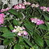 Thumbnail #2 of Hydrangea macrophylla by shipmra