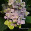 Thumbnail #2 of Hydrangea macrophylla by DaylilySLP
