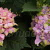 Thumbnail #4 of Hydrangea macrophylla by DaylilySLP