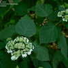 Thumbnail #4 of Hydrangea heteromalla by jbgregg