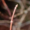 Thumbnail #5 of Hydrangea heteromalla by growin