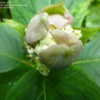 Thumbnail #2 of Hydrangea Involucrata by narmaj