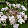 Thumbnail #3 of Hydrangea Involucrata by narmaj